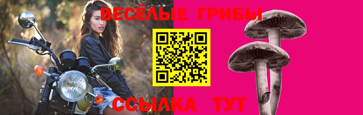 Галлюциногенные грибы Psilocybine cubensis Новоалександровск